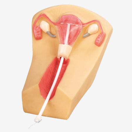 Simulador para inserção de DIU - GD/F5N - Shanghai Honglian Medical Instrument - feminino