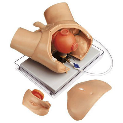 Simulador de paciente de drenagem - CLA 6/4 - Coburger Lehrmittelanstalt - para procedimentos de urologia / em material plástico