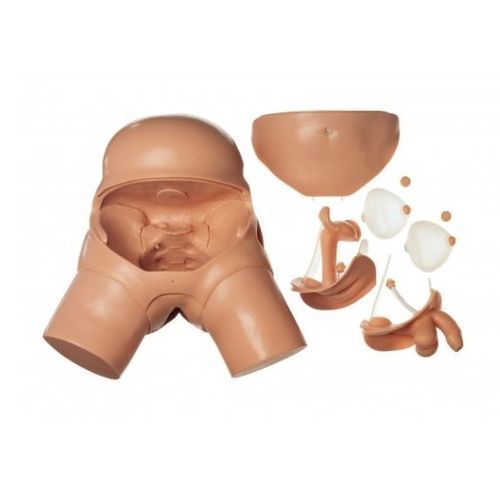 Manequim de treinamento para cuidados gerais de saúde - CLA 7 - Coburger Lehrmittelanstalt - feminino / masculino / de pelve