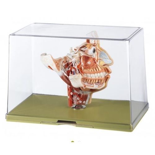 Modelo anatômico facial - BS 16 - Coburger Lehrmittelanstalt - de nervo / de língua / transparente
