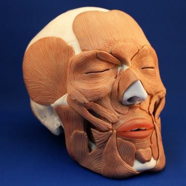 Modelo de crânio - Wellden International Inc. - facial / para ensino / com musculatura