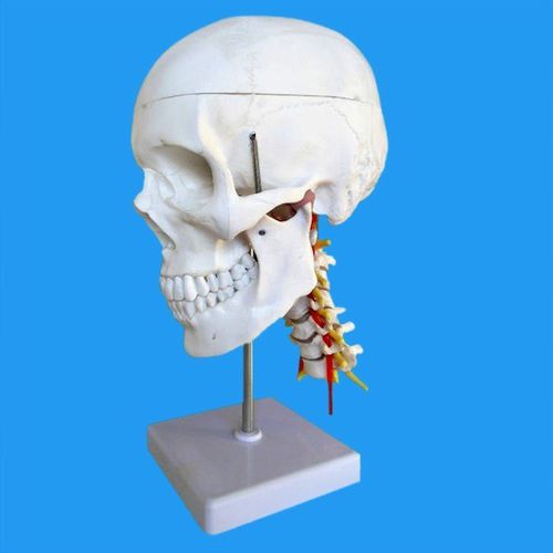 Modelo de crânio - Wellden International Inc. - de artéria basilar / de coluna cervical / de dentes