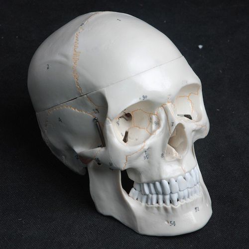 Modelo de crânio - Wellden International Inc. - de cabeça / de dentes / para ensino