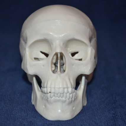 Modelo de crânio - Wellden International Inc. - para ensino / em material plástico / branco