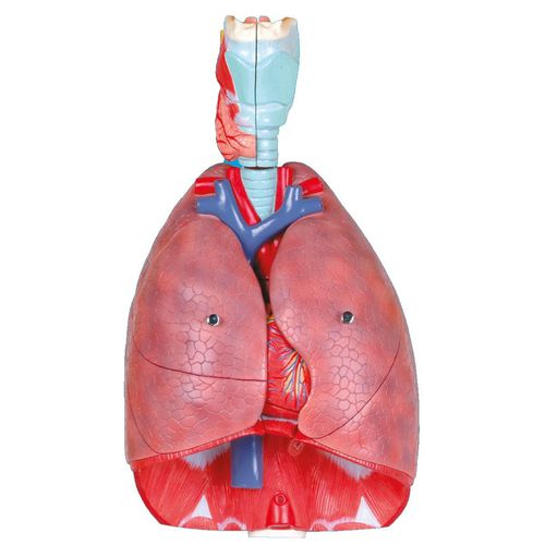 Modelo de coração - Wellden International Inc. - de esófago / de sistema respiratório / para ensino