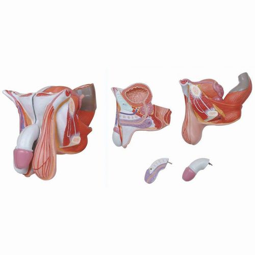 Modelo anatômico de sistema reprodutor masculino - Wellden International Inc. - para ensino / masculino