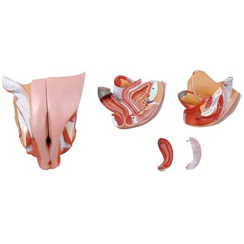 Modelo anatômico de sistema reprodutor feminino - Wellden International Inc. - para ensino / feminino