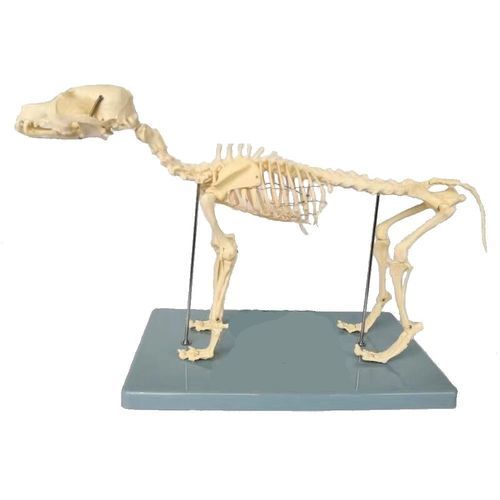 Modelo de esqueleto - Wellden International Inc. - de corpo inteiro / veterinário / para ensino