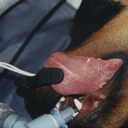 Sensor de SpO2 lingual - POX022-450 - Mediaid Inc. - veterinário / reutilizável