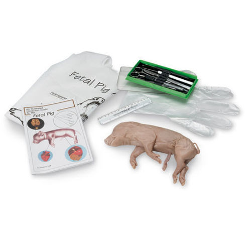 Simulador de dissecção - NASCOGuard® - Nasco - de anatomia / fetal / de suíno