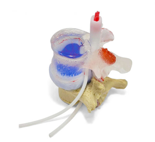 Modelo de disco intervertebral - True Blue Professional LxH - Dynamic Disc Designs Corp. - para ensino / branco / azul