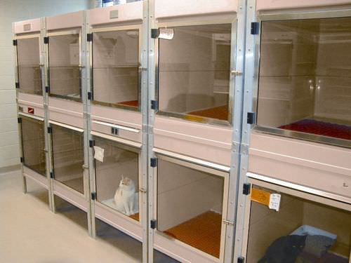 Gaiola veterinária para isolamento - ISO-Care™ - Mason - modular / em fibra de vidro