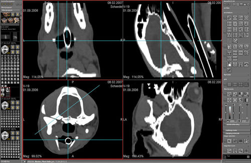 Software de análise de imagens - dicomPACS® VET - OR Technology - Oehm und Rehbein - para TC / para RM / veterinário