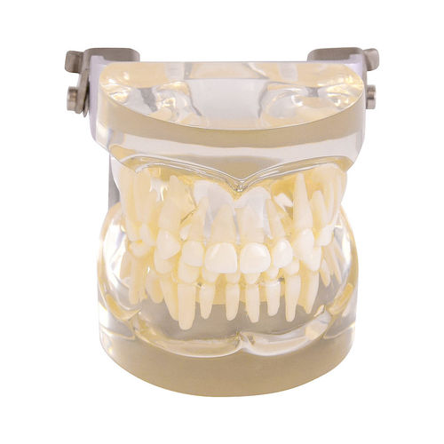 Modelo de dente - H131077  - HeineScientific® - de maxilares / odontológico / para ensino