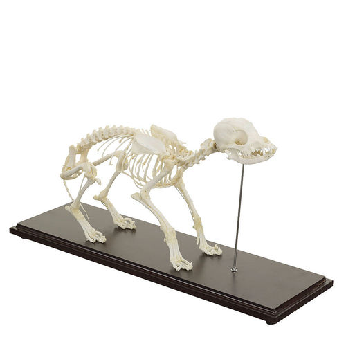 Modelo anatômico de corpo inteiro - H190054 - HeineScientific® - de esqueleto / veterinário / para ensino