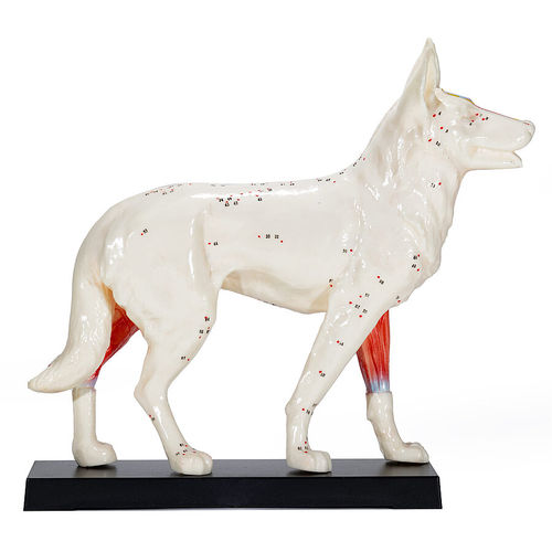 Modelo anatômico de corpo inteiro - H190073  - HeineScientific® - veterinário / de acupuntura / para ensino