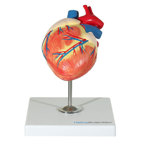 Modelo de coração - H191780  - HeineScientific® - de vasos sanguíneos / veterinário / para ensino