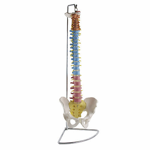 Modelo de coluna vertebral - H131267 - HeineScientific® - de pelve / para ensino / flexível