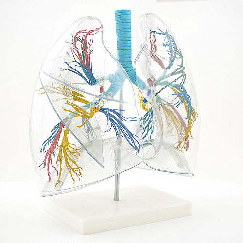 Modelo de pulmão - H130249 - HeineScientific® - brônquico / para ensino / em material plástico
