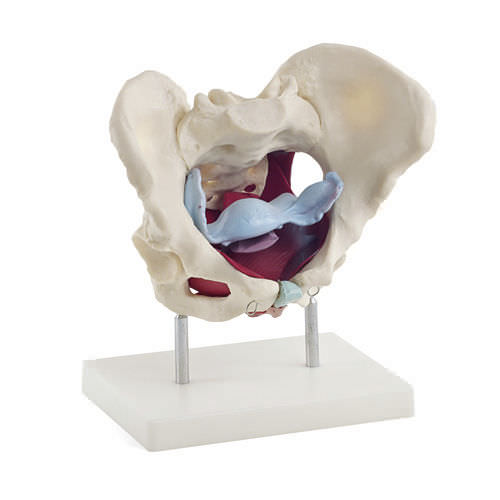 Modelo de reto - H130826  - HeineScientific® - vaginal / de útero / de pelve