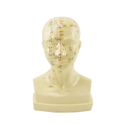 Modelo de cabeça - H134010 - HeineScientific® - de acupuntura / para ensino / em material plástico