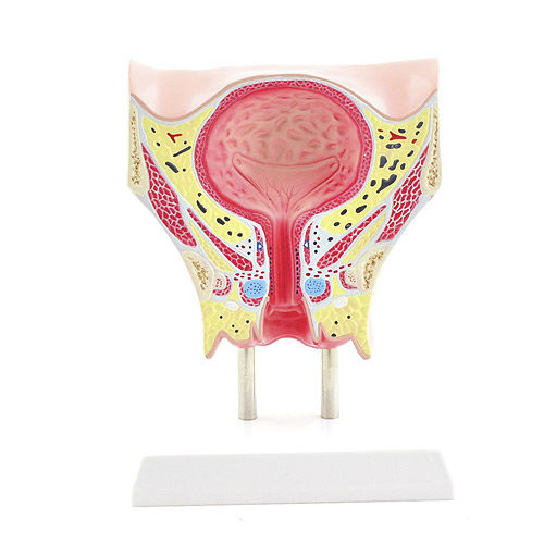 Modelo de membrana flexível - H130481 - HeineScientific® - de uretra / de ureter / vaginal
