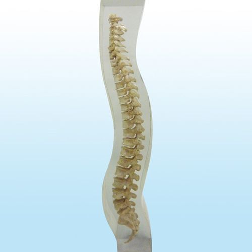 Fantoma para radiografia - 12715 - QUART X-Ray QA Solutions - de coluna vertebral / de pelve