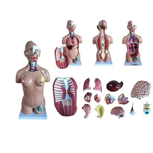 Modelo anatômico de mama - YA/T022 - Yuan Technology - tronco / para ensino / com musculatura