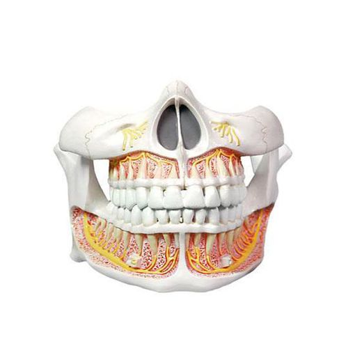 Modelo anatômico de maxilares - YA/D056  - Yuan Technology - de dentes / para procedimentos odontológicos / para ensino