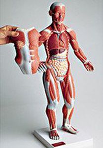 Modelo anatômico de músculo - 0345-59  - Denoyer-Geppert - de corpo inteiro / abdominal / torácico