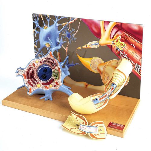 Modelo anatômico corpo - 0167-00 - Denoyer-Geppert - de nervo / de neurônio / para ensino
