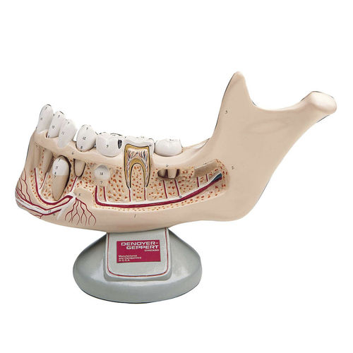 Modelo de osso - 0106-00 - Denoyer-Geppert - de mandíbula / mandibular / de maxilares