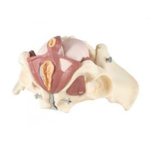Modelo de pelve - ZKK-267-A - Educational + Scientific Products Ltd - de assoalho pélvico / de músculo / de cóccix