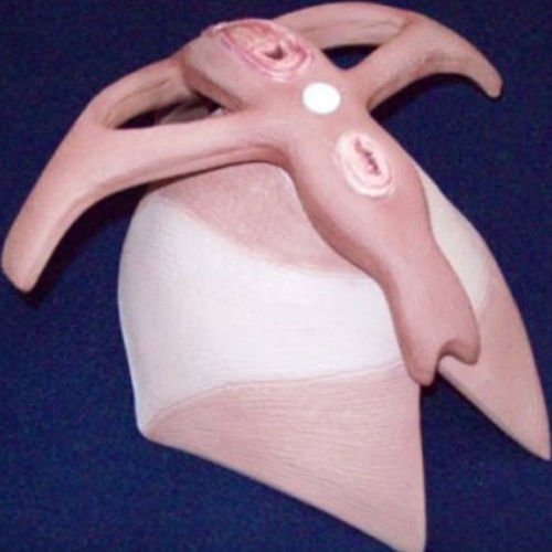 Modelo de músculo - ZKK-262-H - Educational + Scientific Products Ltd - de assoalho pélvico / para ensino / feminino