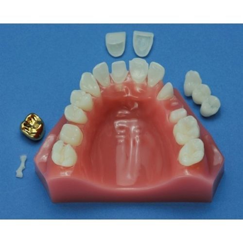 Modelo de maxilar - ZDM-011-CD - Educational + Scientific Products Ltd - odontológico / para ensino