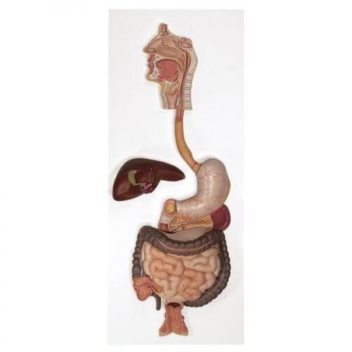 Modelo anatômico de fígado ZKJ737X Educational + Scientific