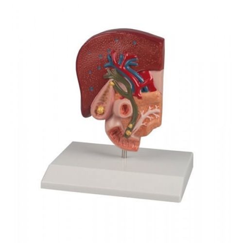 Modelo anatômico biliar - ZKJ-786-G - Educational + Scientific Products Ltd - de intestino delgado / de vesícula biliar / para ensino