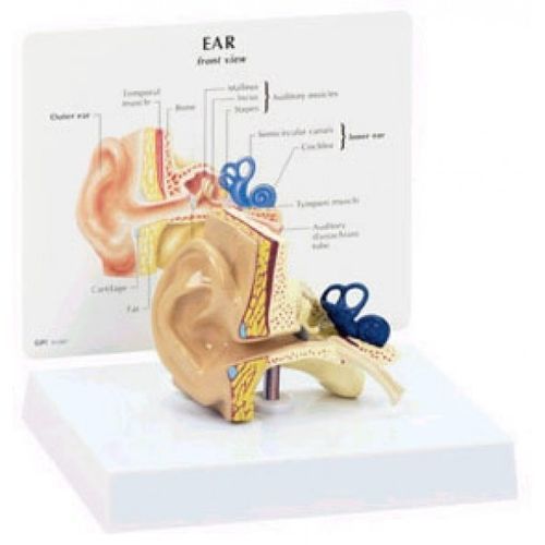 Modelo de orelha - GBM-003 - Educational + Scientific Products Ltd - temporal / de cóclea / de ossículos