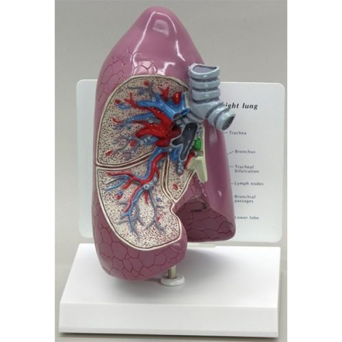 Modelo de pulmão - ZKJ-663-L - Educational + Scientific Products Ltd - de costelas / de traqueia / para ensino
