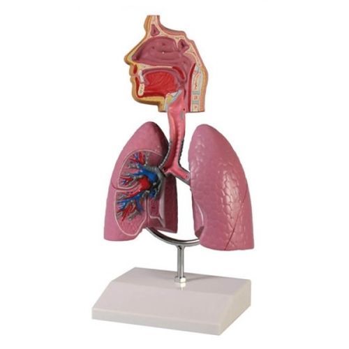 Modelo de traqueia - ZKJ-654-H - Educational + Scientific Products Ltd - de sistema respiratório / de vias aéreas / para treinamento