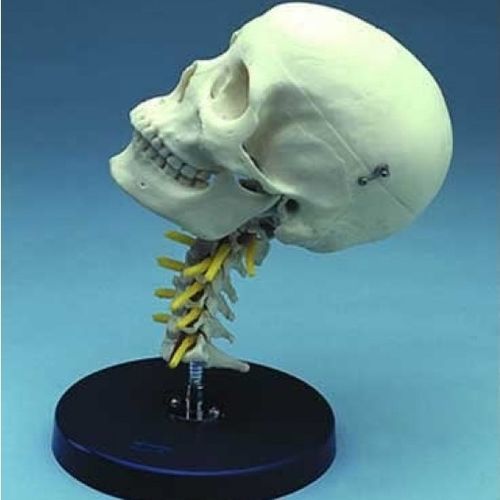 Modelo de crânio - ZJY-405-C - Educational + Scientific Products Ltd - de coluna vertebral / cervical / para treinamento