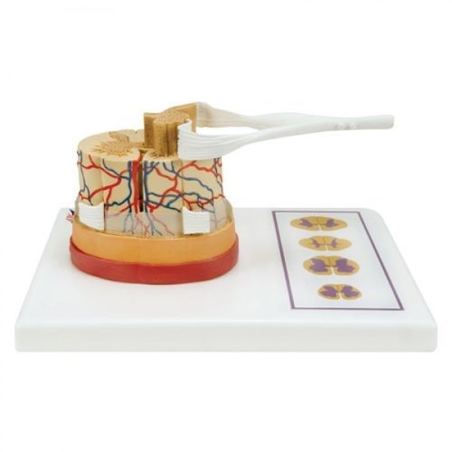 Modelo de pescoço - ZJY-964-V - Educational + Scientific Products Ltd - de coluna vertebral / de medula espinhal / tronco