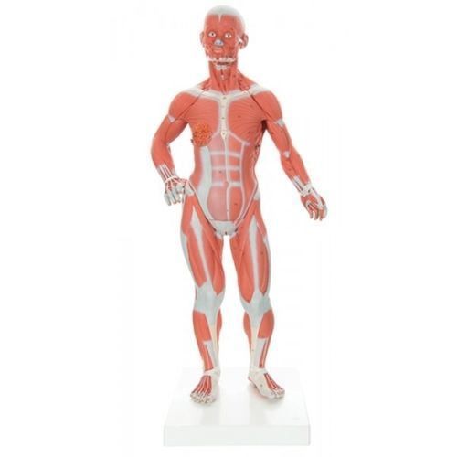 Modelo anatômico de músculo - ZKJ-230-M - Educational + Scientific Products Ltd - tronco / de glândula mamária / masculino