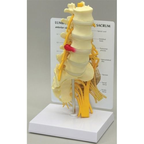 Modelo anatômico lombar - GBM-036 - Educational + Scientific Products Ltd - de nervo / de costelas / de sacro
