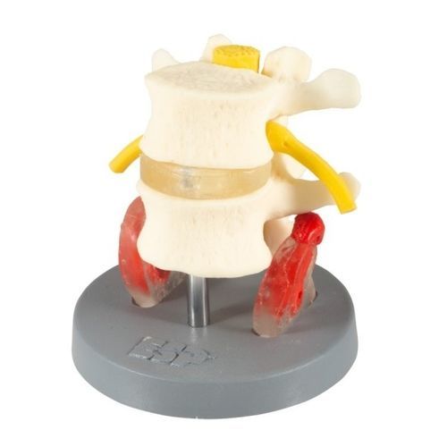 Modelo anatômico dorsal - ZJZ-220-D  - Educational + Scientific Products Ltd - de vértebras lombares / com nervos