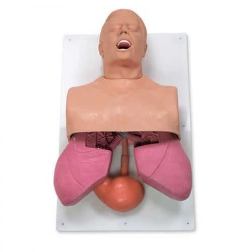 Simulador de controle de vias aéreas - ZKJ-323-K - Educational + Scientific Products Ltd - de respiração / de anatomia / de adulto