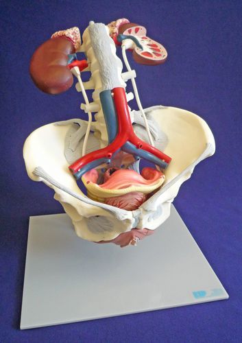 Modelo de pelve - ZKK-168-C - Educational + Scientific Products Ltd - de assoalho pélvico / de aorta abdominal / lombar