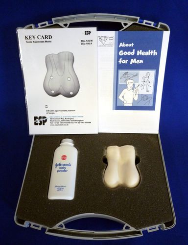 Modelo de testículo - ZKL-130-W - Educational + Scientific Products Ltd - para ensino / em material plástico / branco