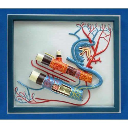 Modelo vascular de veia - ZKJ-678-L - Educational + Scientific Products Ltd - de sistema circulatório / de artéria / para ensino