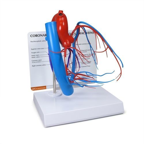 Modelo de coração - 2575 - GPI Anatomicals - cardíaco / das artérias coronárias / para procedimentos cardiopulmonares